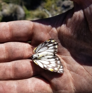 Belenois java at Cotter River, ACT - 15 Apr 2020