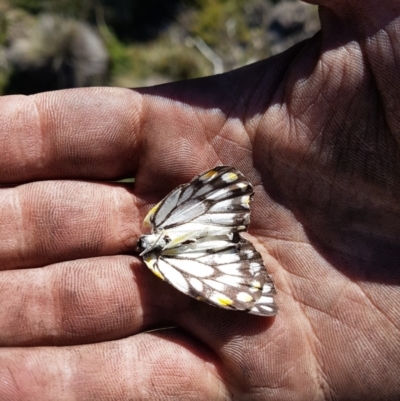 Belenois java (Caper White) at Cotter River, ACT - 15 Apr 2020 by nathkay