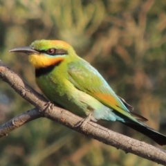 Merops ornatus (Rainbow Bee-eater) at Tuggeranong DC, ACT - 15 Jan 2020 by MichaelBedingfield