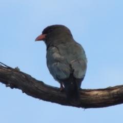 Eurystomus orientalis (Dollarbird) at Bullen Range - 15 Jan 2020 by michaelb