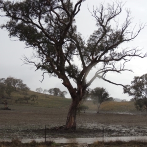 Eucalyptus blakelyi at Gordon, ACT - 16 Feb 2020