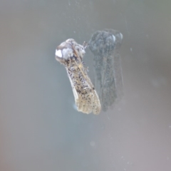 Oenosandra boisduvalii (Boisduval's Autumn Moth) at QPRC LGA - 28 Mar 2020 by natureguy
