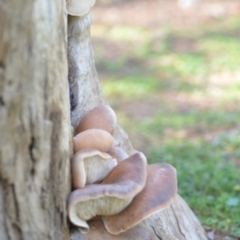 Pleurotus (Oyster Mushroom) at QPRC LGA - 29 Mar 2020 by natureguy