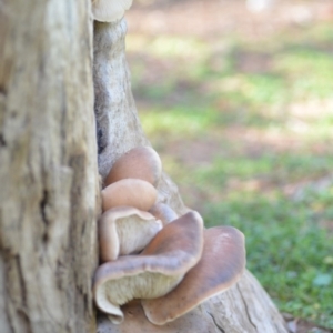 Pleurotus at Wamboin, NSW - 29 Mar 2020 07:03 PM