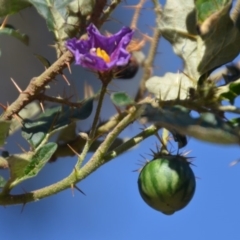 Solanum cinereum (Narrawa Burr) at Kowen, ACT - 29 Mar 2020 by natureguy