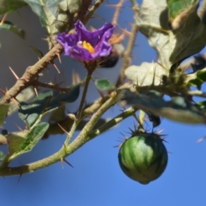 Solanum cinereum at Kowen, ACT - 29 Mar 2020