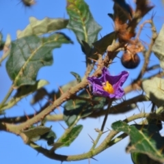 Solanum cinereum at Kowen, ACT - 29 Mar 2020