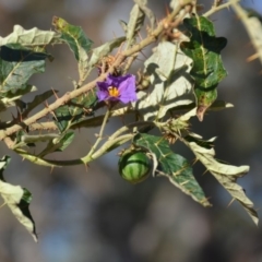 Solanum cinereum at Kowen, ACT - 29 Mar 2020