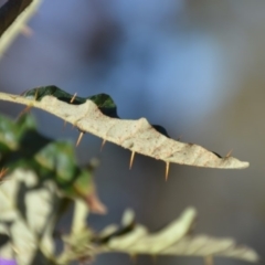 Solanum cinereum at Kowen, ACT - 29 Mar 2020