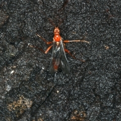 Ichneumonidae (family) (Unidentified ichneumon wasp) at Mount Ainslie - 2 Apr 2020 by jb2602