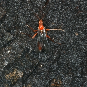 Ichneumonidae (family) at Ainslie, ACT - 2 Apr 2020 03:58 PM