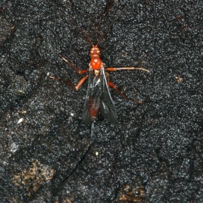 Ichneumonidae (family) (Unidentified ichneumon wasp) at Mount Ainslie - 2 Apr 2020 by jbromilow50