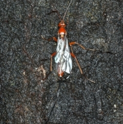 Ichneumonidae (family) at Ainslie, ACT - 2 Apr 2020