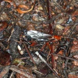 Ichneumonidae (family) at Ainslie, ACT - 2 Apr 2020
