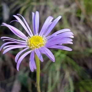 Calotis scabiosifolia var. integrifolia at Cotter River, ACT - 12 Apr 2020