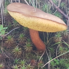 Boletellus obscurecoccineus (Rhubarb Bolete) at Cotter River, ACT - 12 Apr 2020 by trevorpreston