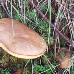 Boletellus obscurecoccineus at Cotter River, ACT - 12 Apr 2020