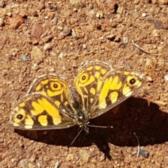 Oreixenica lathoniella (Silver Xenica) at Cotter River, ACT - 12 Apr 2020 by tpreston