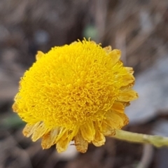 Coronidium monticola (Mountain Button Everlasting) at Cotter River, ACT - 12 Apr 2020 by tpreston