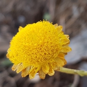 Coronidium monticola at Cotter River, ACT - 12 Apr 2020