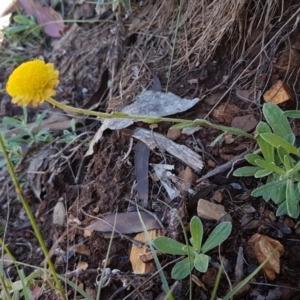 Coronidium monticola at Cotter River, ACT - 12 Apr 2020