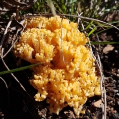 Ramaria sp. (A Coral fungus) at Cotter River, ACT - 12 Apr 2020 by tpreston