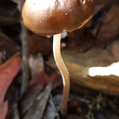 Oudemansiella gigaspora group (Rooting Shank) at Cotter River, ACT - 12 Apr 2020 by trevorpreston