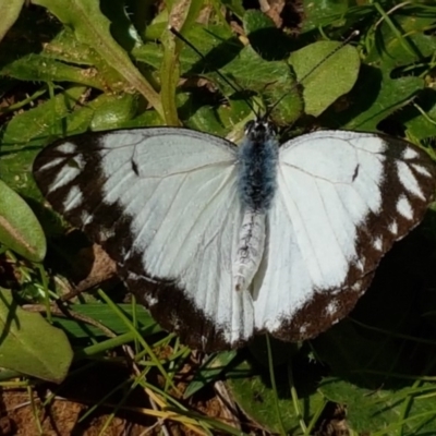 Belenois java (Caper White) at Brindabella National Park - 12 Apr 2020 by tpreston