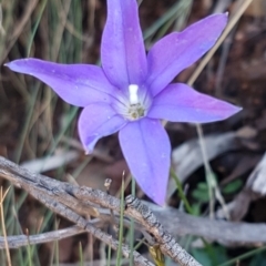 Wahlenbergia gloriosa (Royal Bluebell) at Cotter River, ACT - 12 Apr 2020 by tpreston