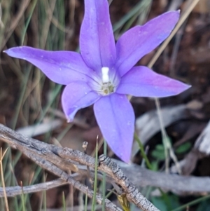 Wahlenbergia gloriosa at Cotter River, ACT - 12 Apr 2020