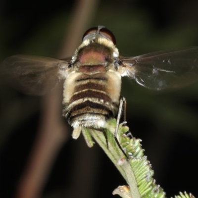 Villa sp. (genus) (Unidentified Villa bee fly) at Ainslie, ACT - 2 Apr 2020 by jb2602