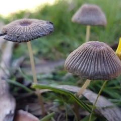 Coprinellus etc. (An Inkcap) at Cotter River, ACT - 12 Apr 2020 by tpreston