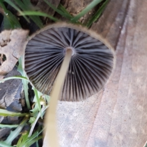 Coprinellus etc. at Cotter River, ACT - 12 Apr 2020