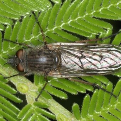 Anabarhynchus sp. (genus) (Stiletto Fly (Sub-family Therevinae)) at Mount Ainslie - 2 Apr 2020 by jb2602