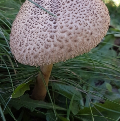 Macrolepiota clelandii (Macrolepiota clelandii) at Cotter River, ACT - 12 Apr 2020 by trevorpreston