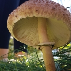 Macrolepiota clelandii at Cotter River, ACT - 12 Apr 2020