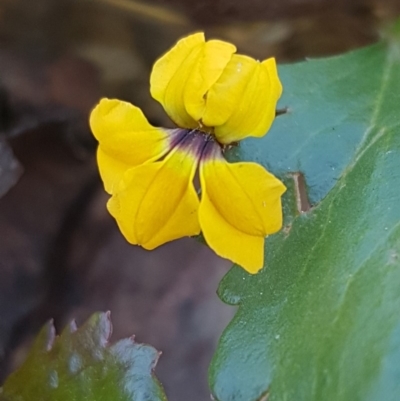 Goodenia hederacea (Ivy Goodenia) at Cotter River, ACT - 12 Apr 2020 by trevorpreston