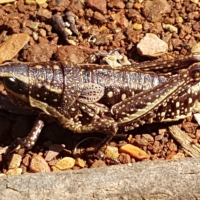 Monistria concinna (Southern Pyrgomorph) at Namadgi National Park - 12 Apr 2020 by tpreston