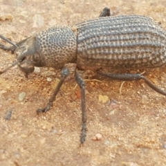 Amycterus miraculus (Terrestrial weevil) at Cotter River, ACT - 12 Apr 2020 by tpreston