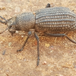 Amycterus miraculus at Cotter River, ACT - 12 Apr 2020