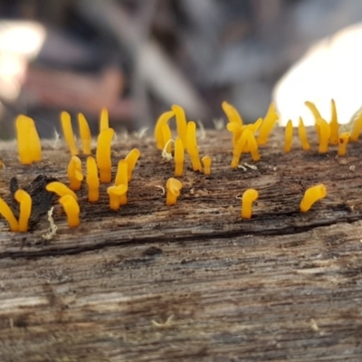 Calocera sp. (A stagshorn fungus) at Cotter River, ACT - 12 Apr 2020 by trevorpreston