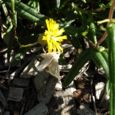 Helicoverpa armigera (Cotton bollworm, Corn earworm) at Sth Tablelands Ecosystem Park - 15 Apr 2020 by AndyRussell