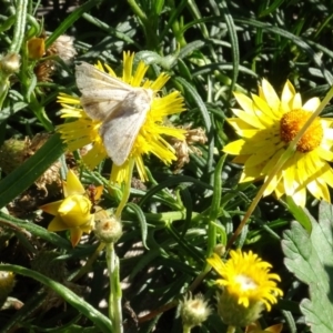 Helicoverpa armigera at Molonglo Valley, ACT - 15 Apr 2020