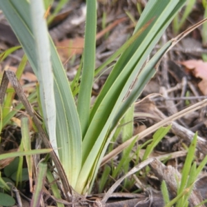 Dianella sp. aff. longifolia (Benambra) at Hume, ACT - 16 Apr 2020