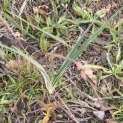 Dianella sp. aff. longifolia (Benambra) at Hume, ACT - 16 Apr 2020