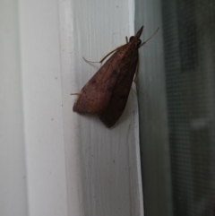 Uresiphita ornithopteralis (Tree Lucerne Moth) at Hawker, ACT - 13 Apr 2020 by WendyW