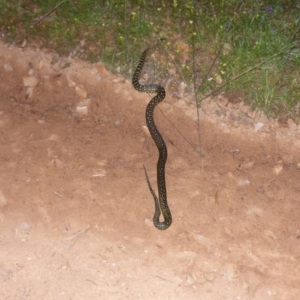 Morelia spilota spilota at Black Range, NSW - 15 Apr 2020