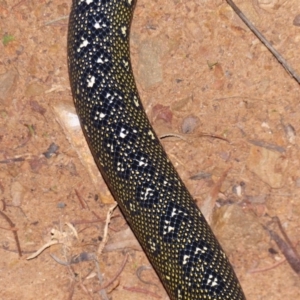 Morelia spilota spilota at Black Range, NSW - 15 Apr 2020