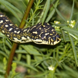 Morelia spilota spilota at Black Range, NSW - 15 Apr 2020