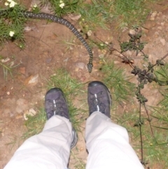 Morelia spilota spilota at Black Range, NSW - 15 Apr 2020